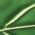 Color Swatch - Green
