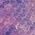 Color Swatch - Purple