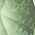 Color Swatch - Green