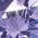 Color Swatch - Purple