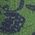 Color Swatch - Green