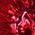 Color Swatch - Red