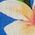 Color Swatch - Garden Of Life Scarf
