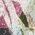 Color Swatch - Floral