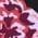 Color Swatch - Floral