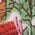 Color Swatch - Pink