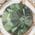 Color Swatch - Green