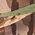 Color Swatch - Green
