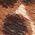 Color Swatch - Animal
