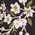 Color Swatch - Floral