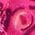 Color Swatch - Pink