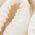 Color Swatch - Natural
