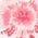 Color Swatch - Pink