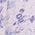 Color Swatch - Purple