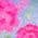 Color Swatch - Floral