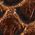 Color Swatch - Brown