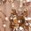 Color Swatch - Antique Rose