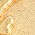 Color Swatch - Gold