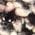 Color Swatch - Brown