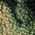 Color Swatch - Green