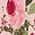 Color Swatch - Pink