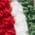 Color Swatch - Red