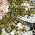 Color Swatch - Floral