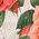 Color Swatch - Red Rose