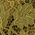Color Swatch - Olive