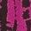 Color Swatch - Purple