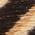 Color Swatch - Tiger