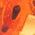 Color Swatch - Orange