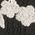 Color Swatch - Black/Cream