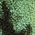Color Swatch - Green