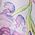 Color Swatch - Floral