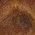 Color Swatch - Brown