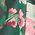 Color Swatch - Floral