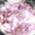 Color Swatch - Pink/Silver