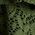 Color Swatch - Green