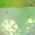 Color Swatch - Green