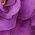 Color Swatch - Purple