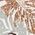 Color Swatch - Brown