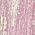 Color Swatch - Pink
