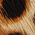 Color Swatch - Animal
