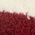 Color Swatch - Red