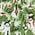 Color Swatch - Green