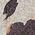 Color Swatch - Oatmeal