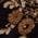 Color Swatch - Floral