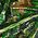 Color Swatch - Green/Gold Multi