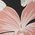Color Swatch - Floral